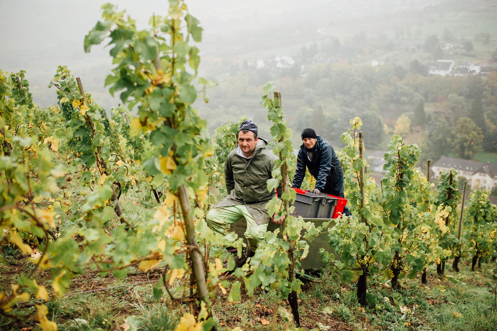 Handlese von Trauben in einem steilen Weinberg