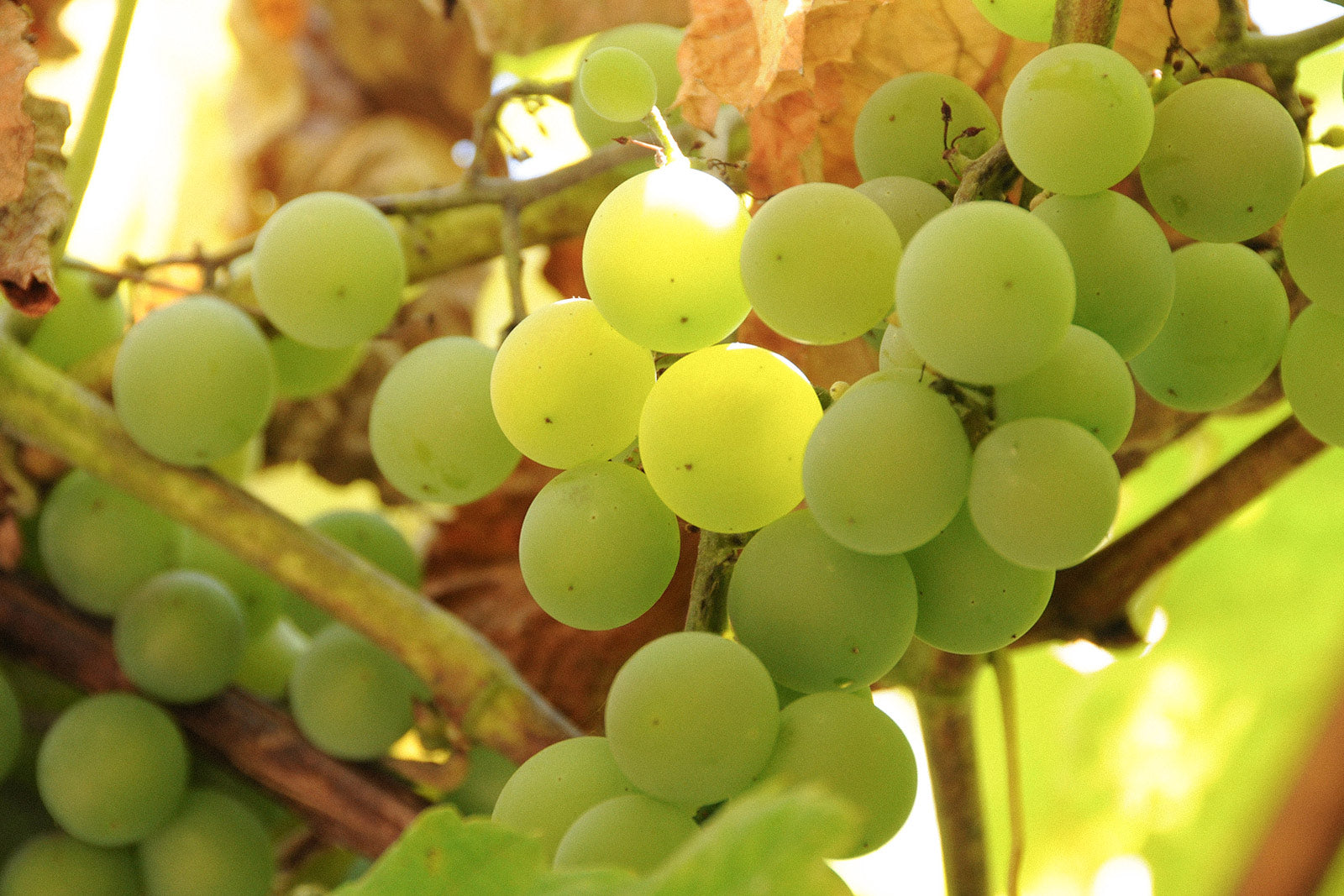 Alte Reben Riesling – reife Rieslingtrauben von alten Rebstöcken im Weinbaugebiet Mosel