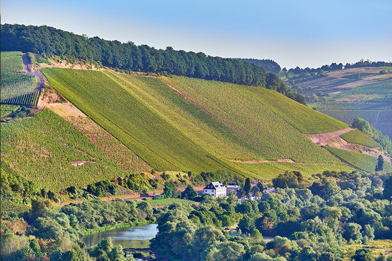 Steile Weinbergslagen an der Saar im Anbaugebiet Mosel – Herkunft für Weißwein Mosel