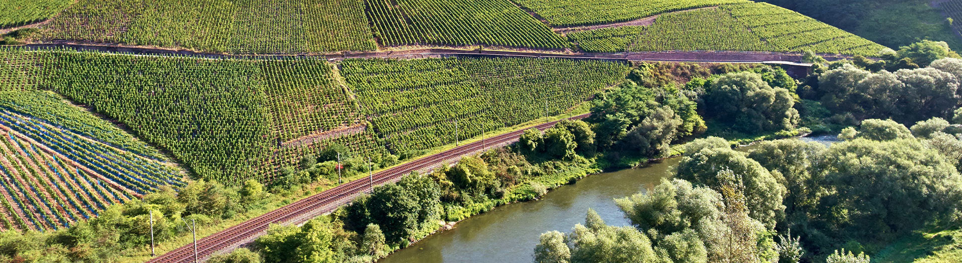 Moselwein aus der Steillage Wiltinger Kupp an der Saar im Anbaugebiet Mosel vom Weingut von Othegraven