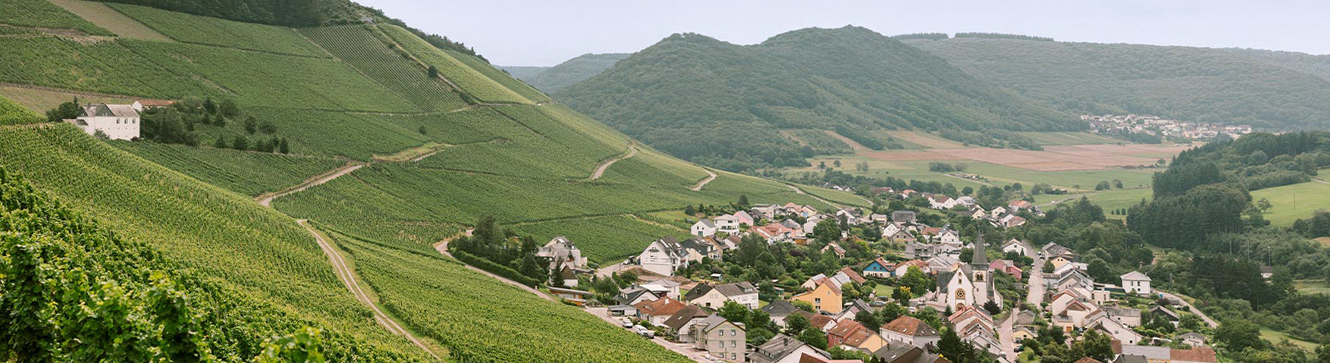 Weingut Mosel – Weinberge und Weinort im Anbaugebiet Mosel mit Blick auf steile Lagen