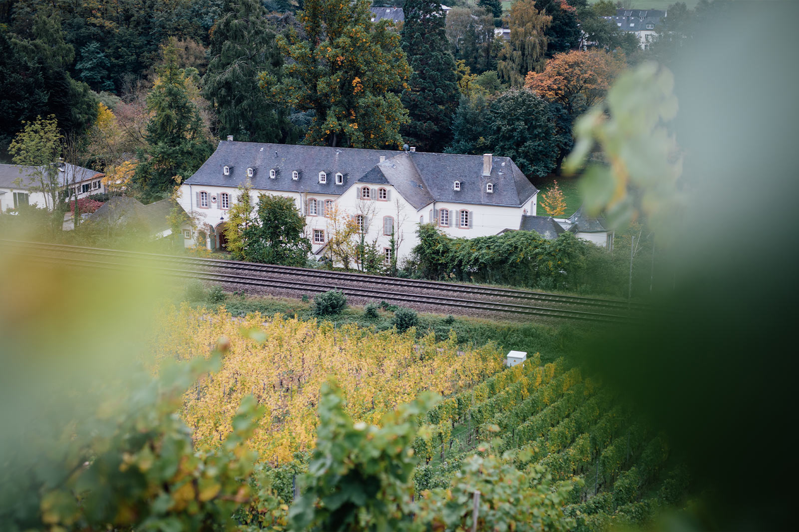 Weingut Mosel – Gutshaus des Weinguts von Othegraven inmitten von Weinbergen im Anbaugebiet Mosel