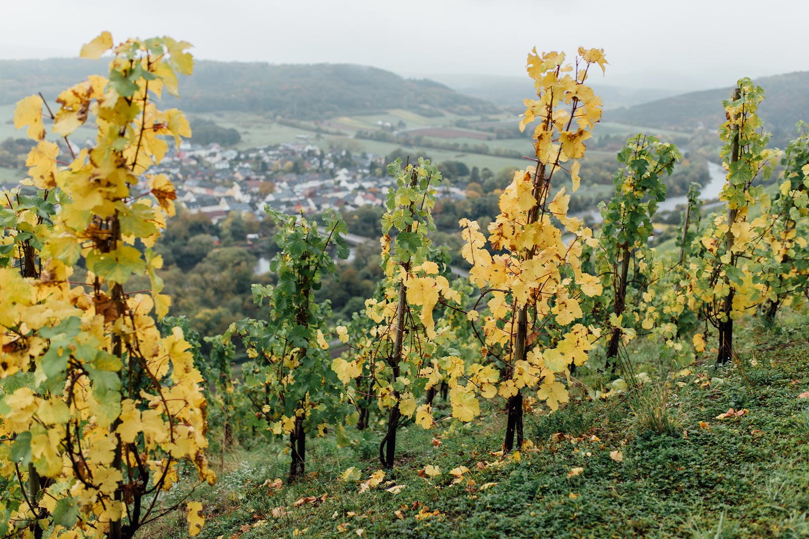 Weinberge an der Mosel als Ursprung von Weißwein Mosel