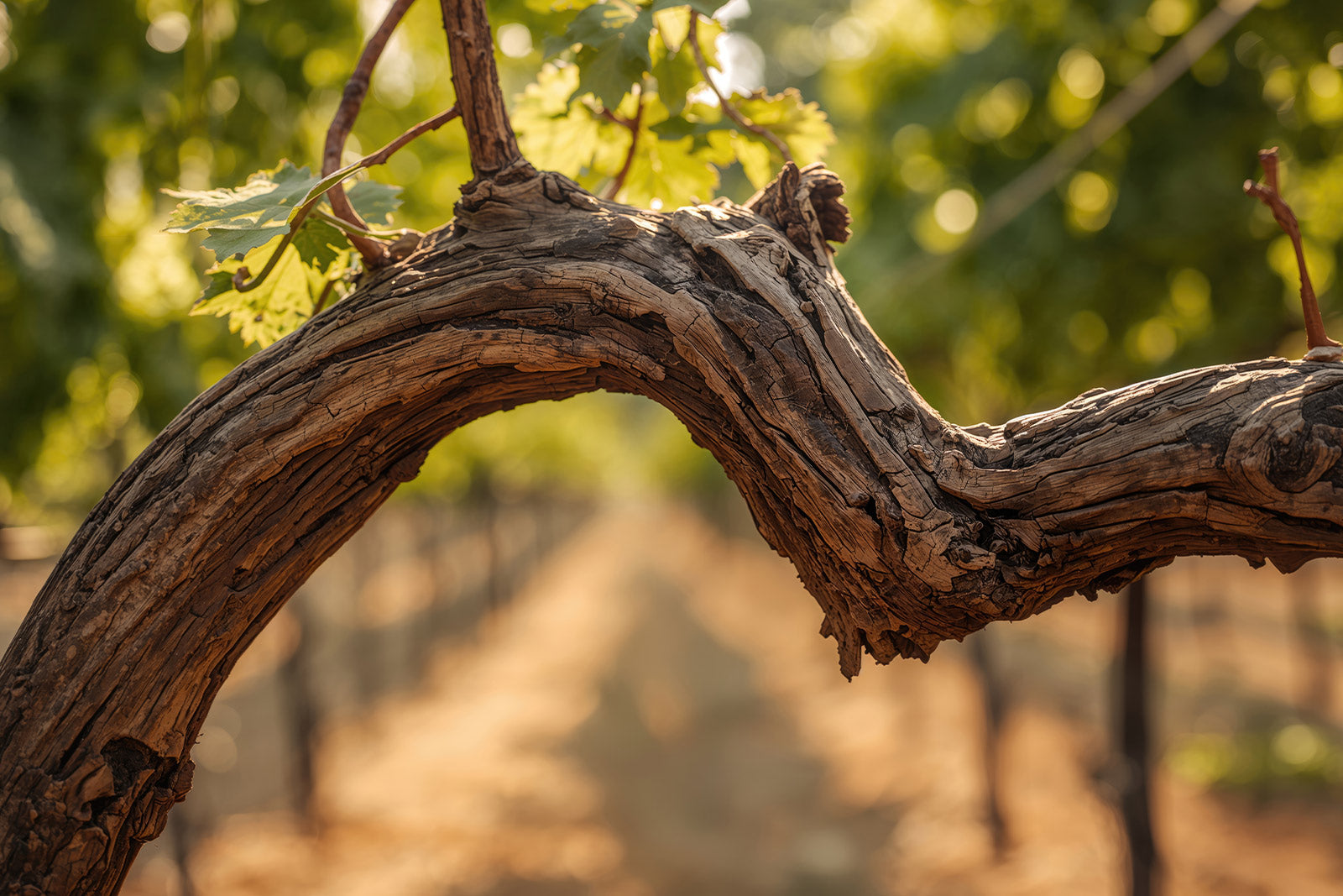Alte Reben Riesling – knorriger Rebstock alter Rieslingreben als Grundlage für charakterstarken Riesling