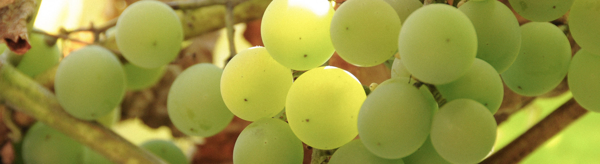 Alte Reben Riesling – reife Rieslingtrauben von alten Rebstöcken im Weinbaugebiet Mosel