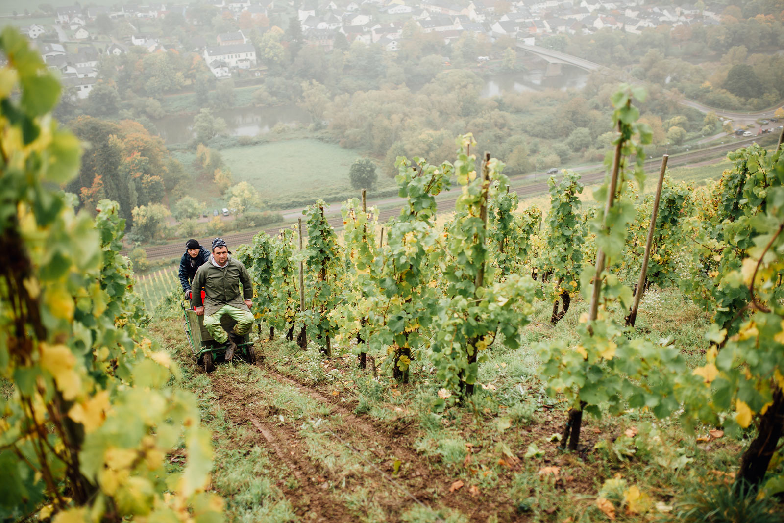 Weinbergsarbeit im Steilhang von Kanzem an der Saar