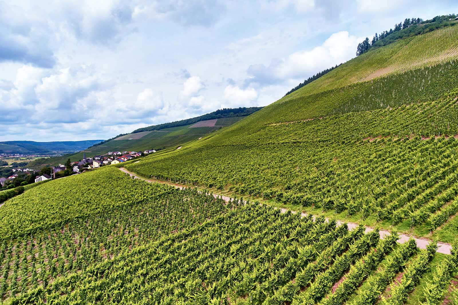 Steile Weinberge im Anbaugebiet Mosel – typische Steillagen für Moselwein